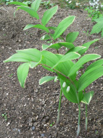 /album/fotogalerie-nabidka/polygonatum-odoratum-pluriflorum-variegatum-jpg/